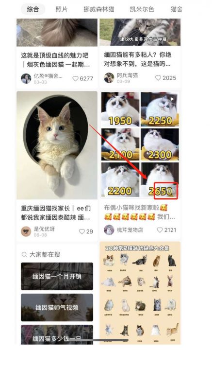 揭秘小猫咪活体小红书打粉项目，高客单价，每单利润 5000+ 认真坚持落地实操 轻松月入过万（篇二）-AI副业网