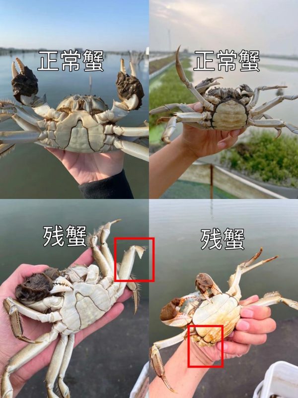 小红书残蟹项目全套细节玩法，复制就能出单的实操复盘 全文1W字-AI副业网
